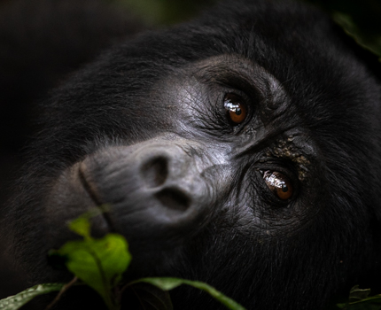 https://wild-eye.com/wp-content/uploads/2023/08/Wild-Eye-Primates-of-Uganda-Day-7.jpg