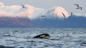 Wild Eye - Orcas and Northern lights - Gallery