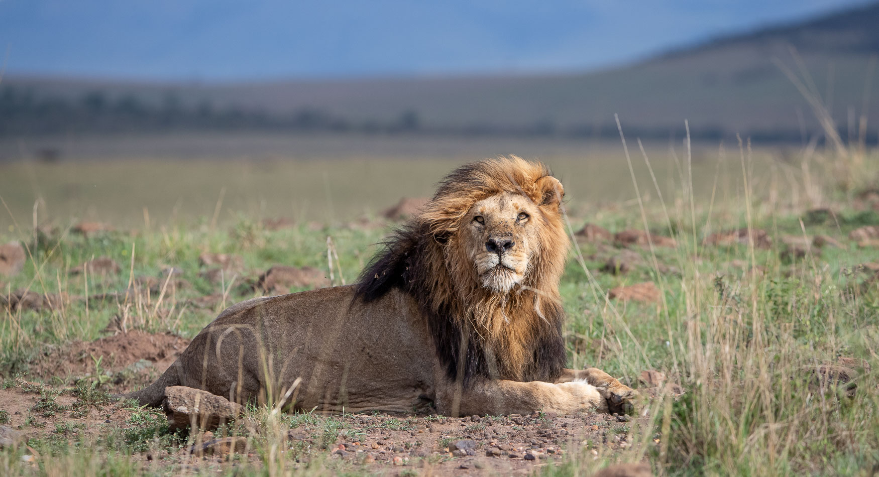 The Mara Triangle male Lion with big backdrop