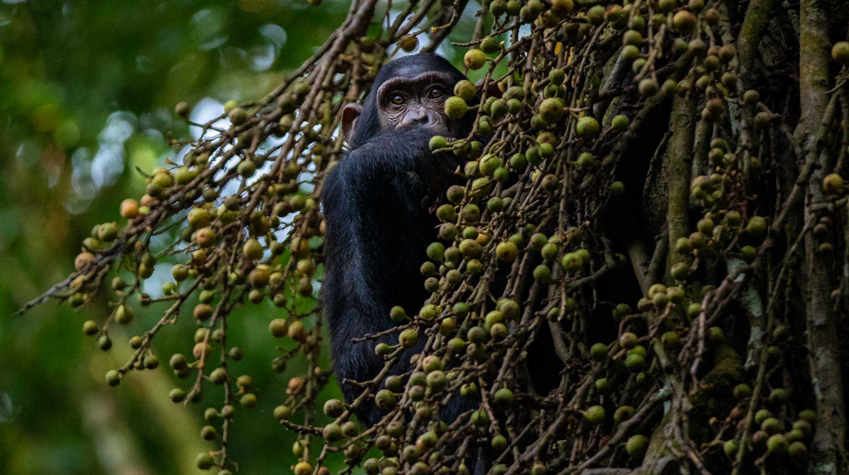 10 Facts- Chimpanzee - Michael Laubscher - Wild Eye