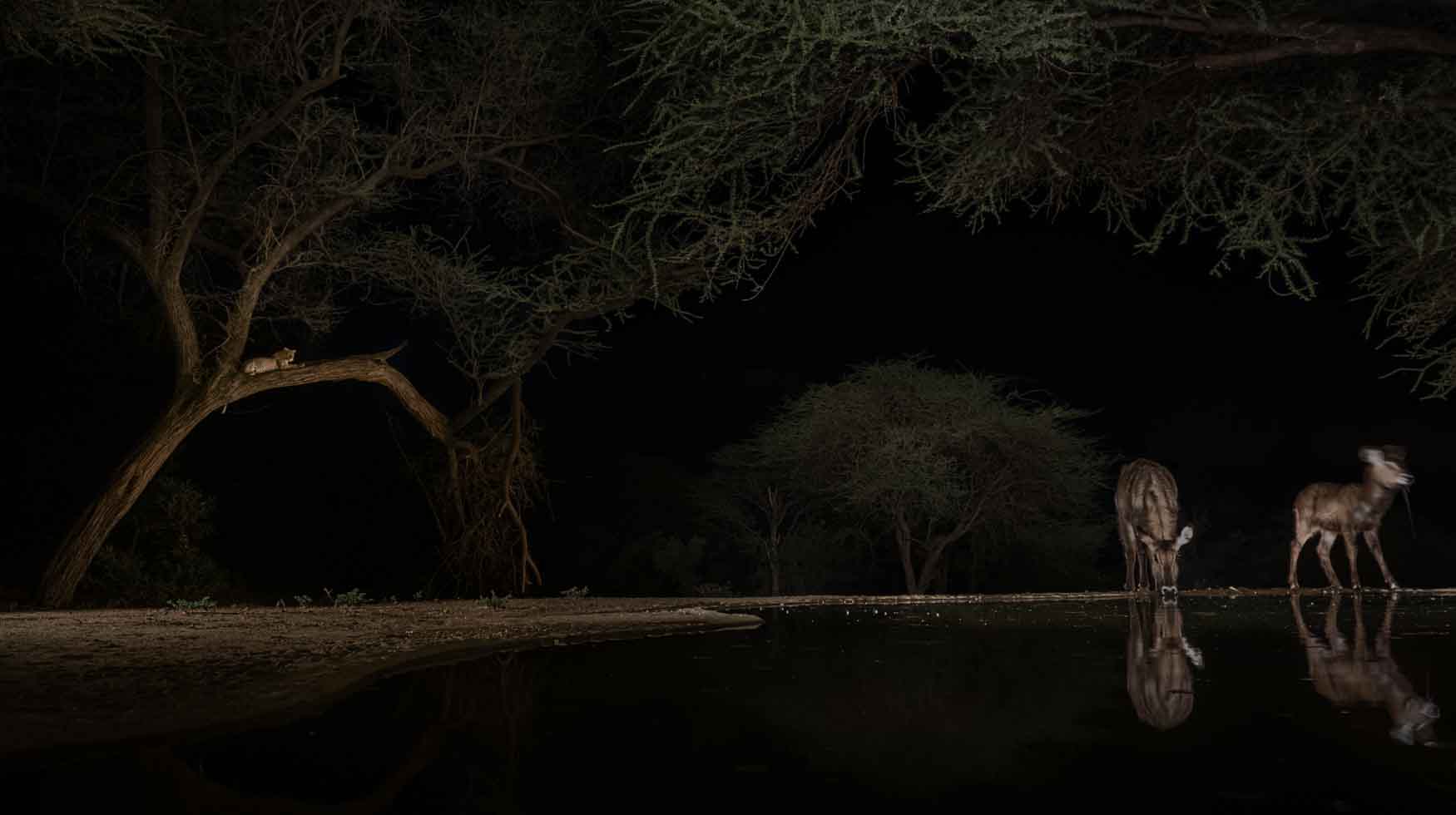 How To Photograph At Night Using A Spotlight - Michael Laubscher - Wild Eye