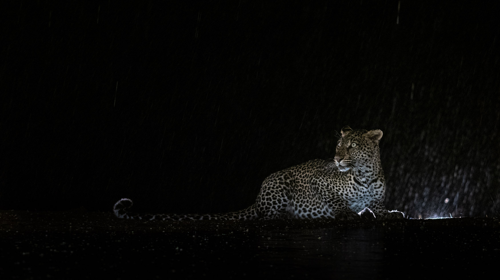 How To Photograph At Night Using A Spotlight - Michael Laubscher - Wild Eye