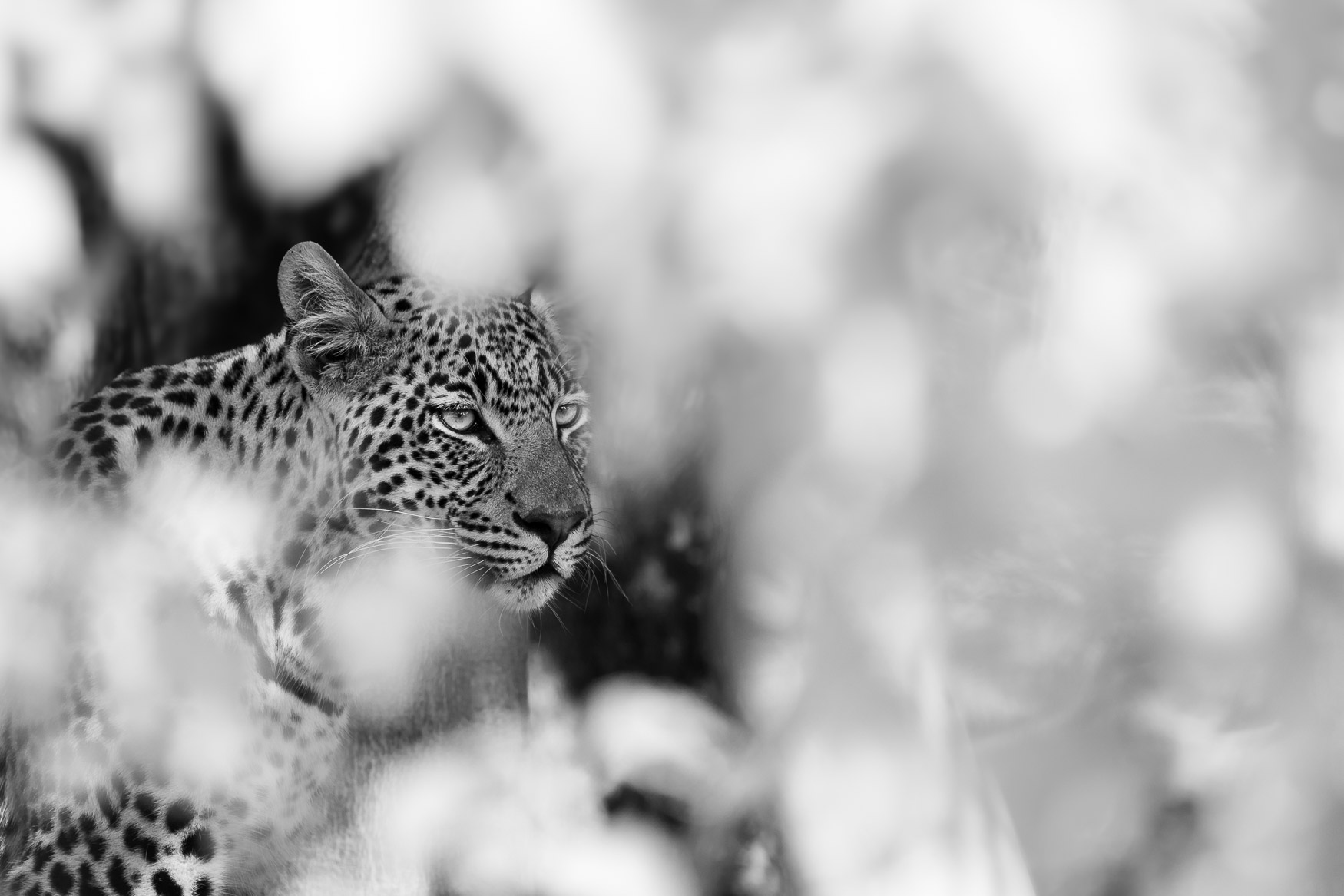 leopard amongst the foliage