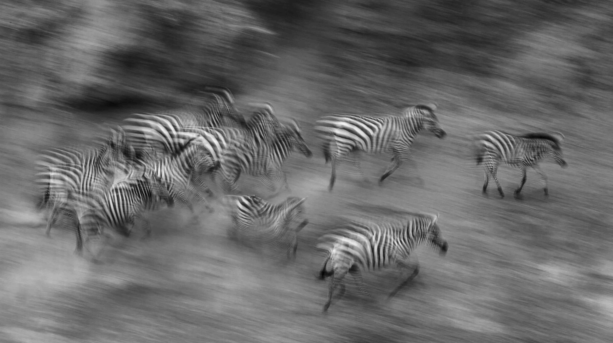 Behind The Frame Dazzling Zebra Black and White
