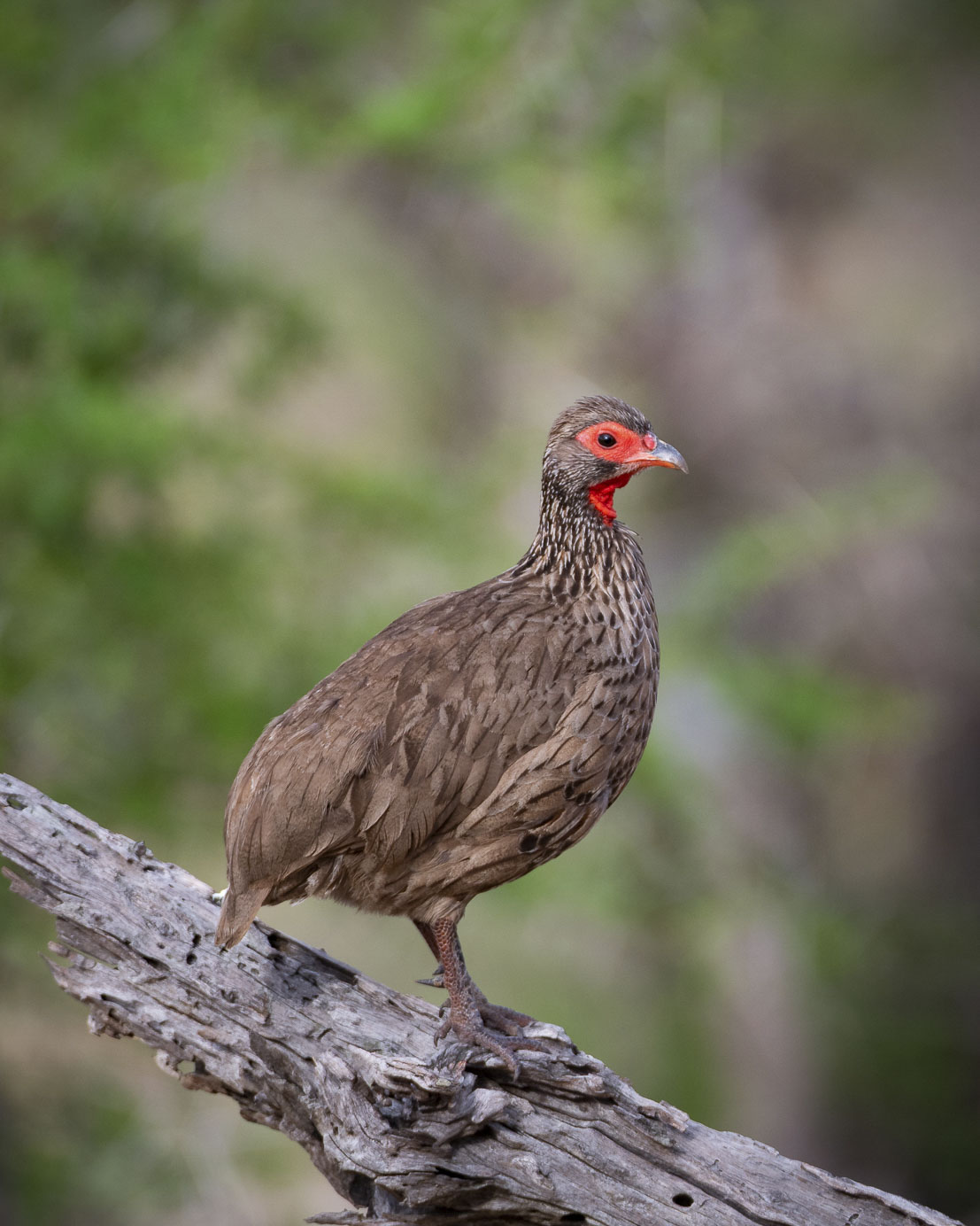 The heart attack bird