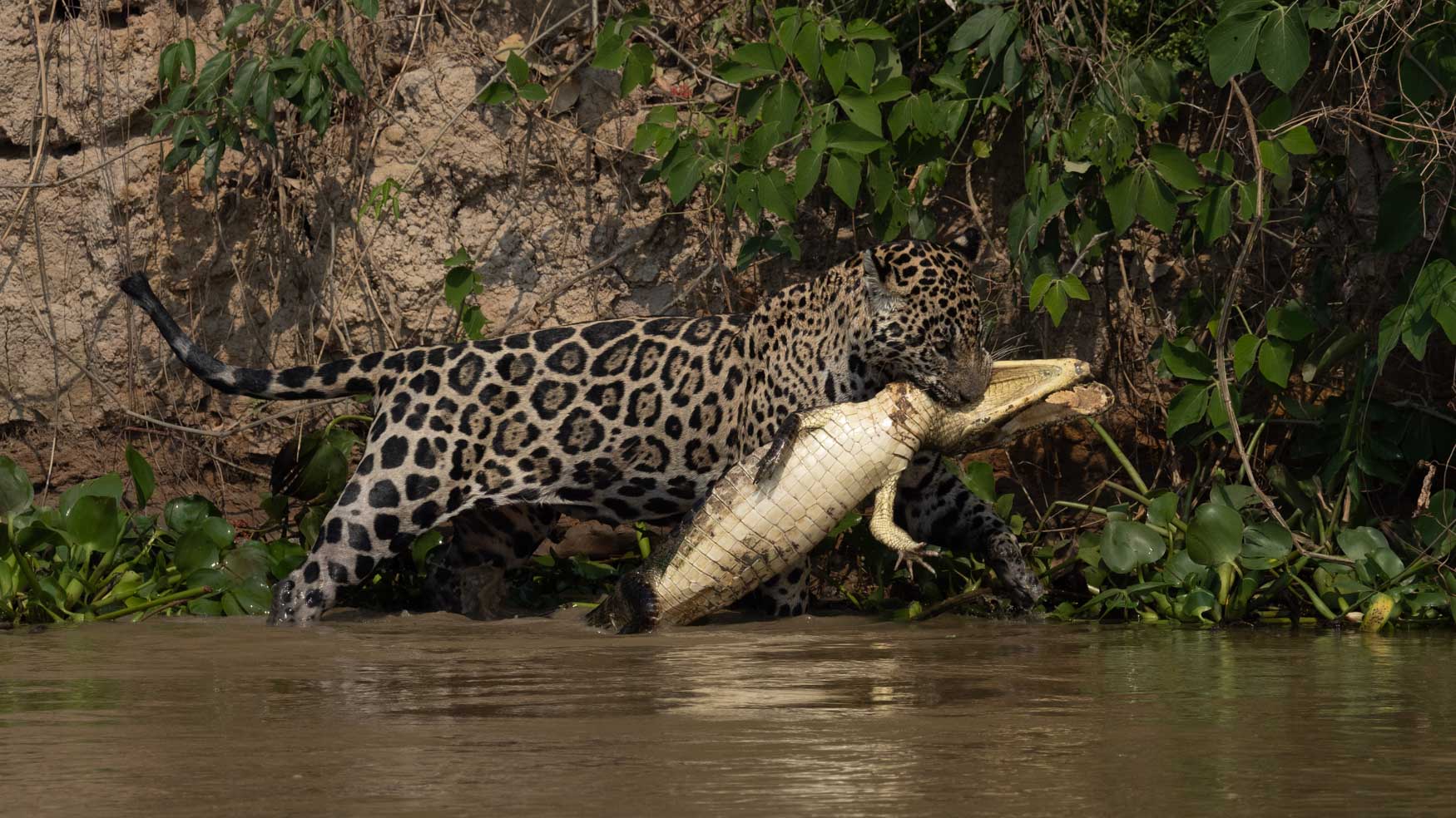 Behind The Frame - Jaguar - Michael Laubscher - Wild Eye