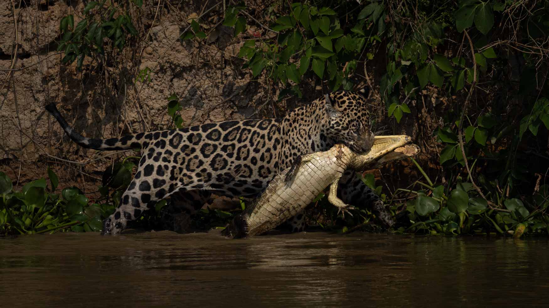 Behind The Frame - Jaguar - Michael Laubscher - Wild Eye