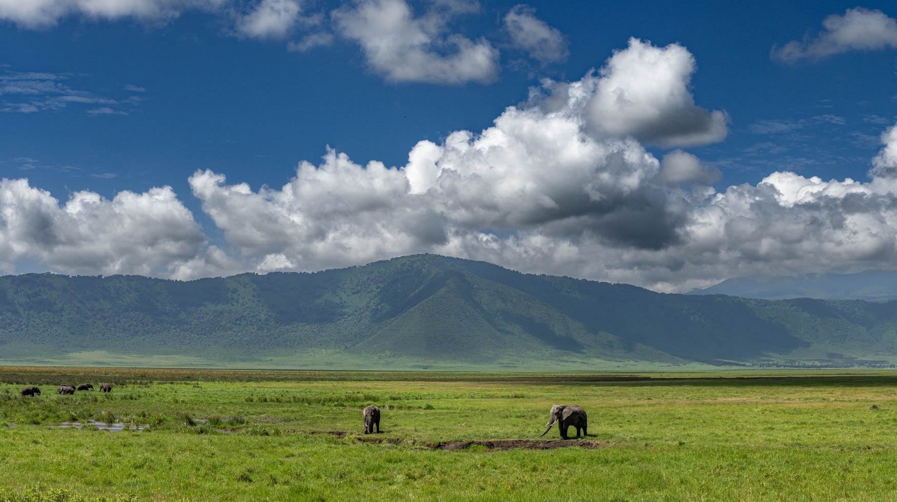 Elephants graze on the plains of the Ngrongoro Crater in Tanzania.