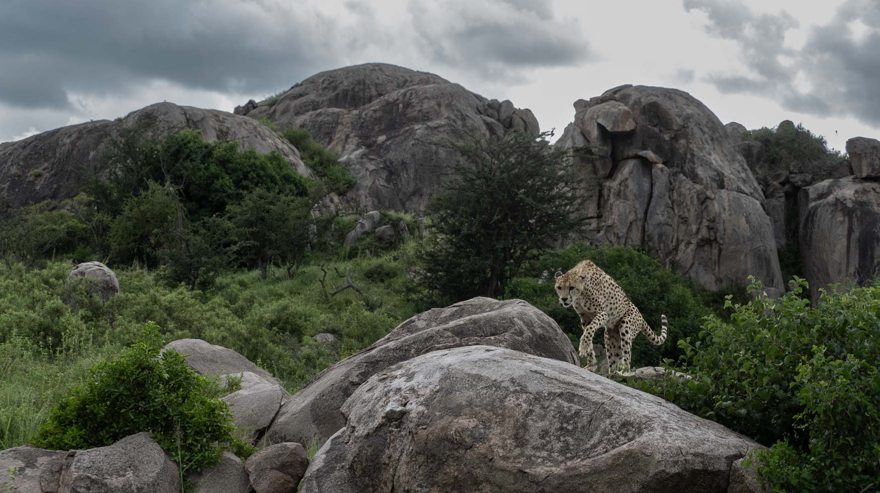 Best Of The Serengeti 2024 Trip Report - Michael Laubscher - Wild Eye