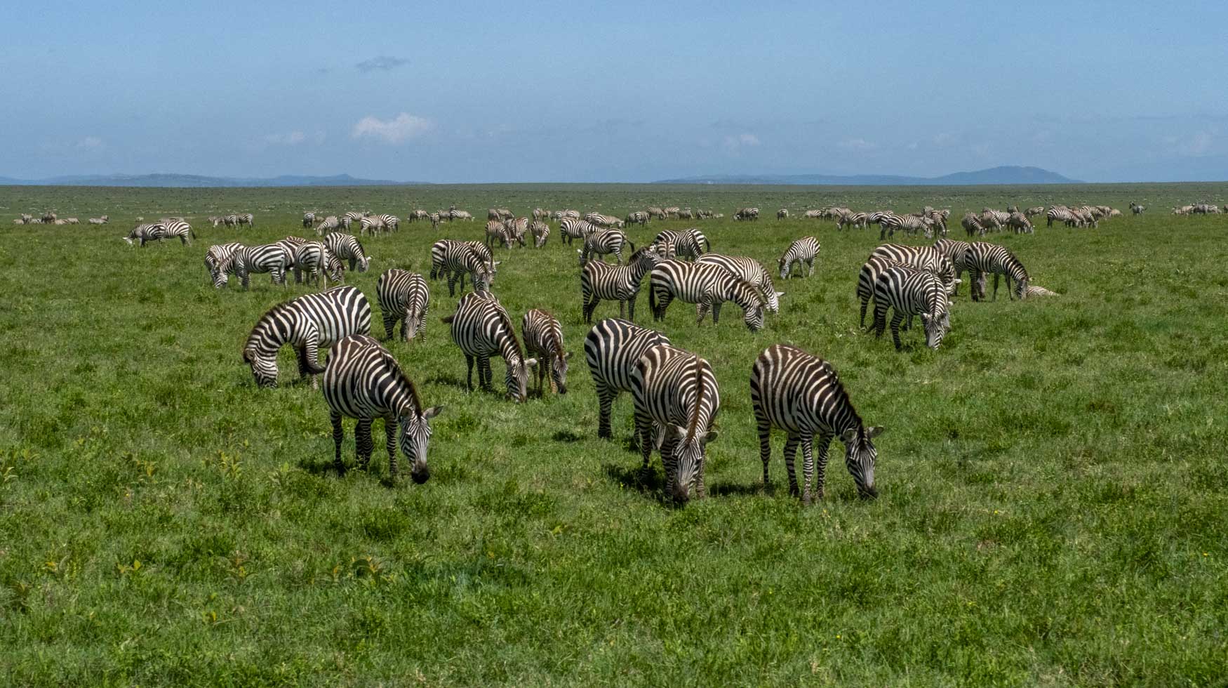 Zebra feed on the plains of the Serengeti in Tanzania.