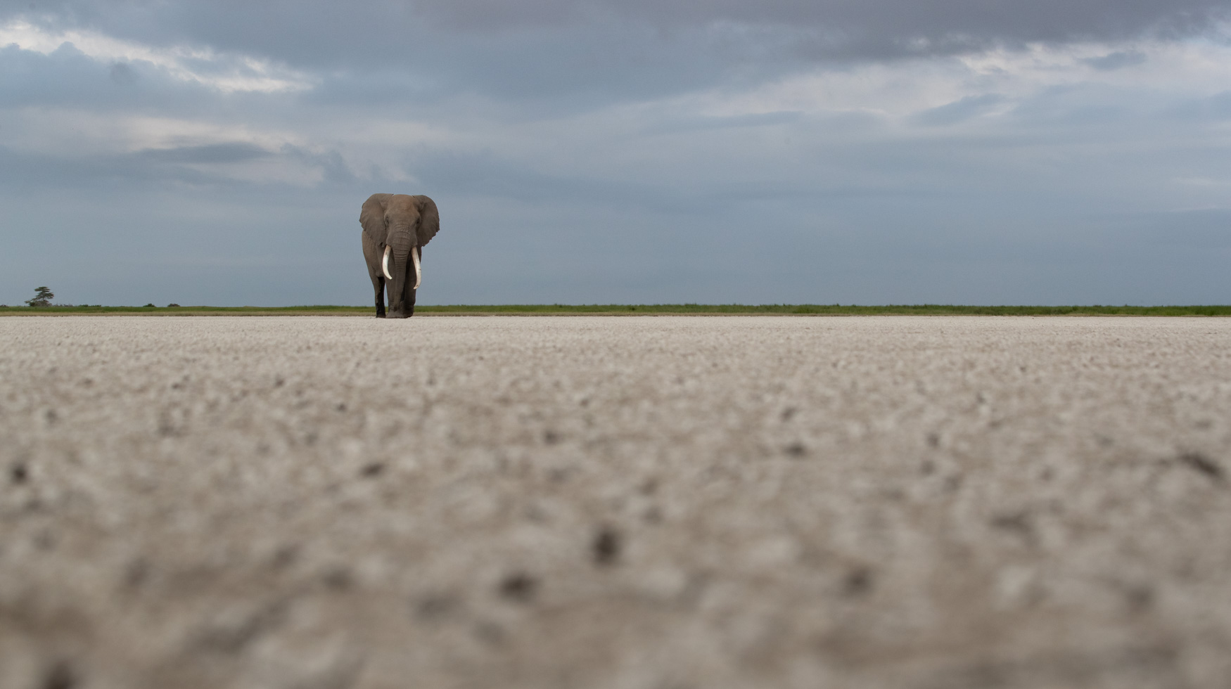 The Amboseli dry lakebed with an Elephant.