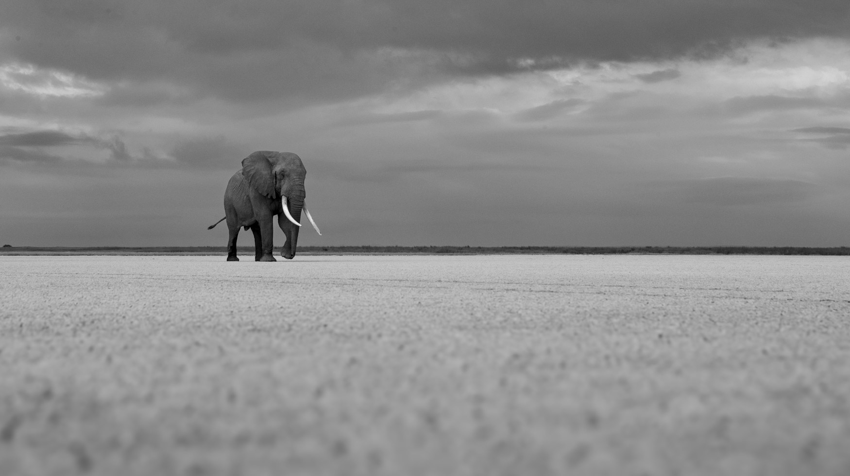 Elephant bull on Amboseli Dry Lake bed
