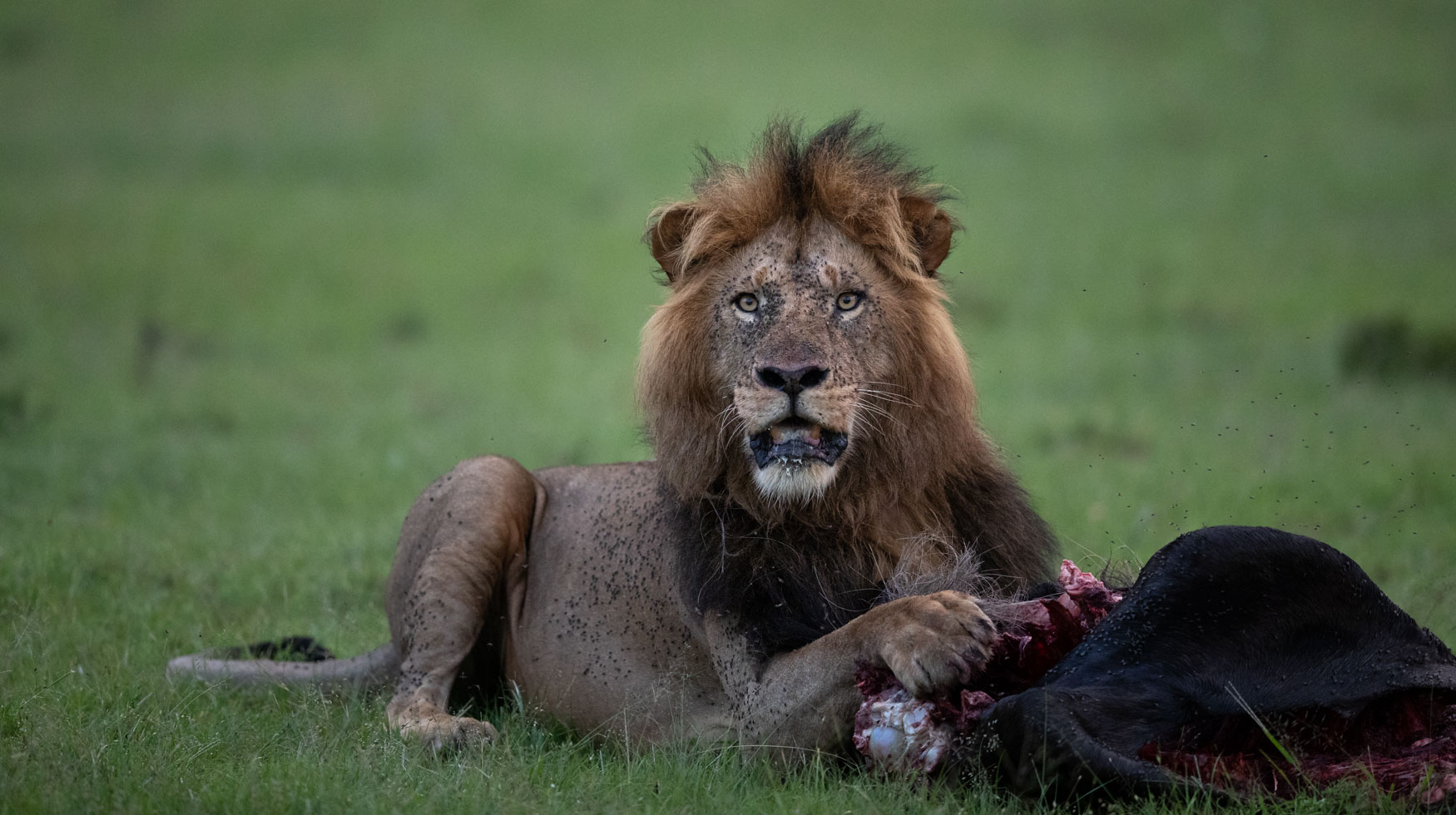 A lion pauses from his meal in the Maasai Mara in Kenya.