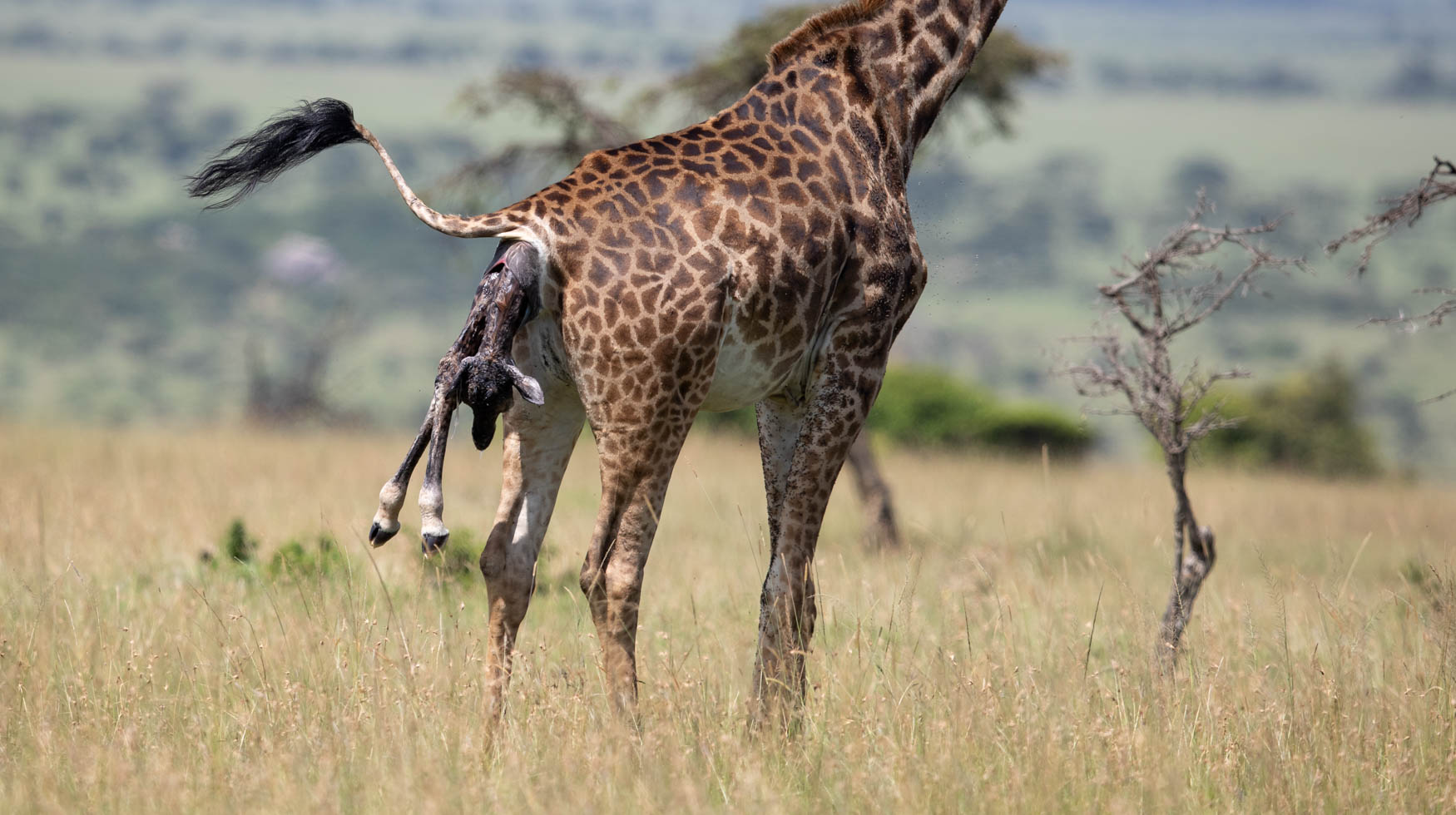 The birth of a giraffe in Kenya.