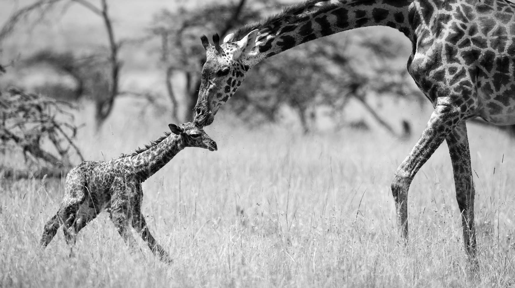 A newborn giraffe takes it first steps in Kenya.