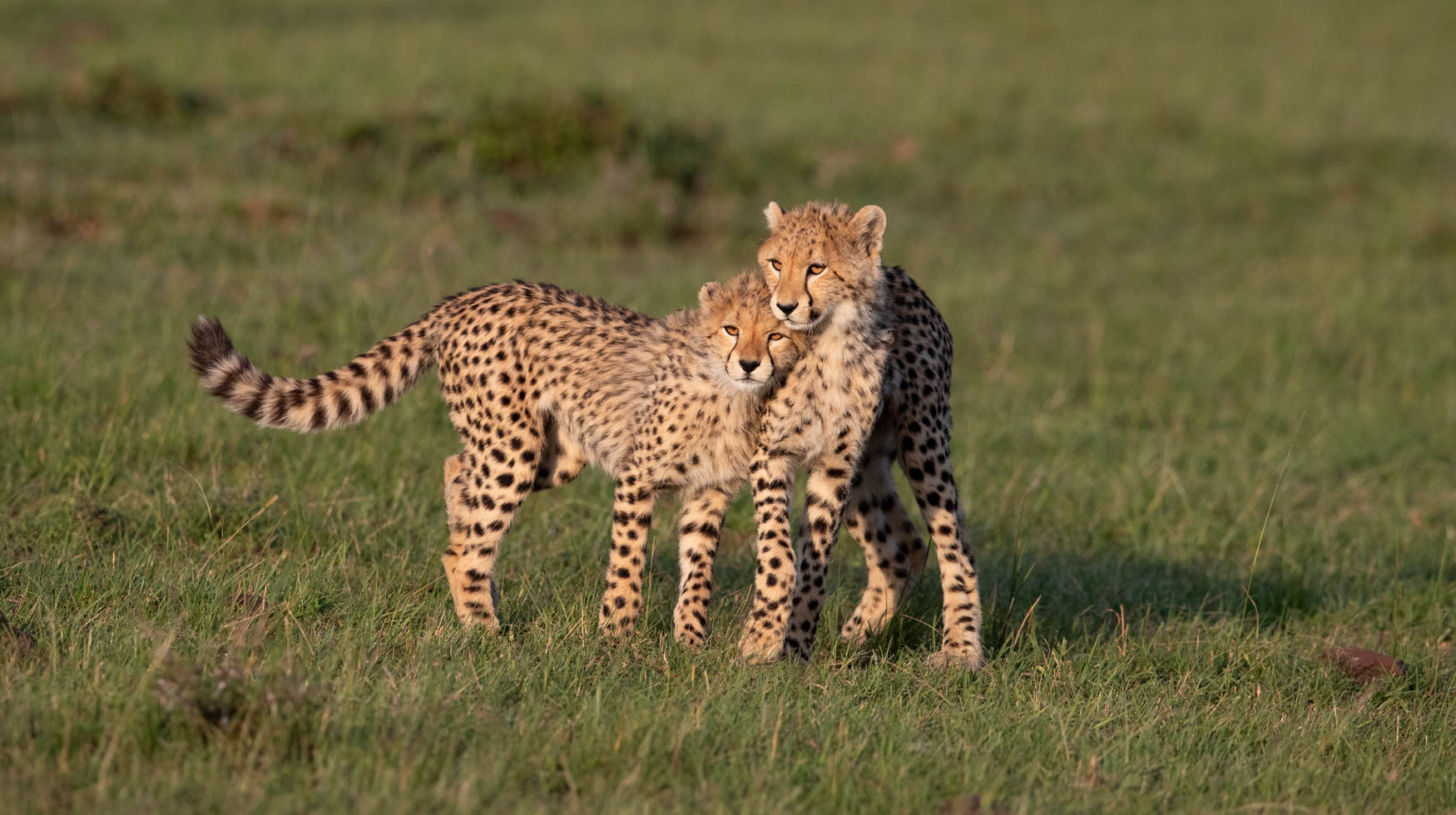 Some cheetah cubs embrace each other in the Serengeti in Tanzania.