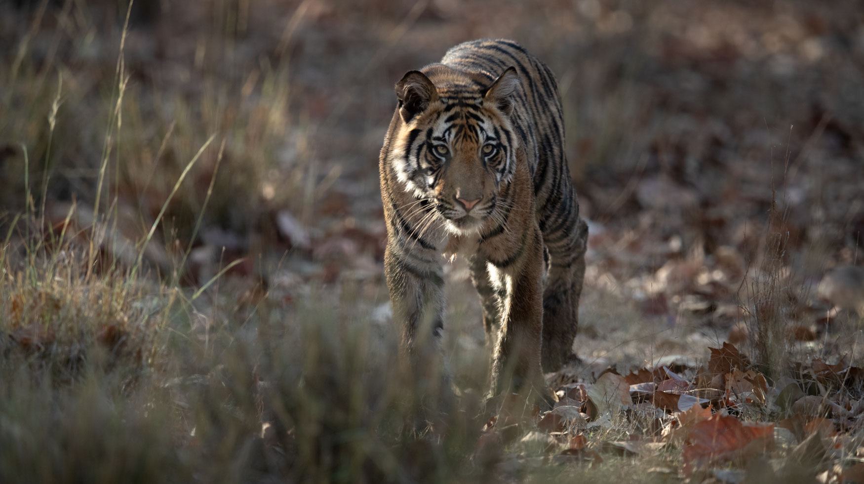 Tiger on the move through the forests of India. Tigers. Big Cats.