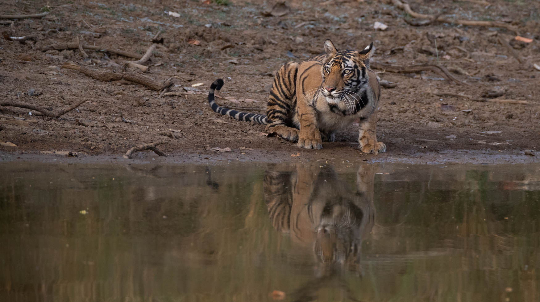 A tiger pauses from its drink to watch some nearby monkeys. Tigers. Big cats.