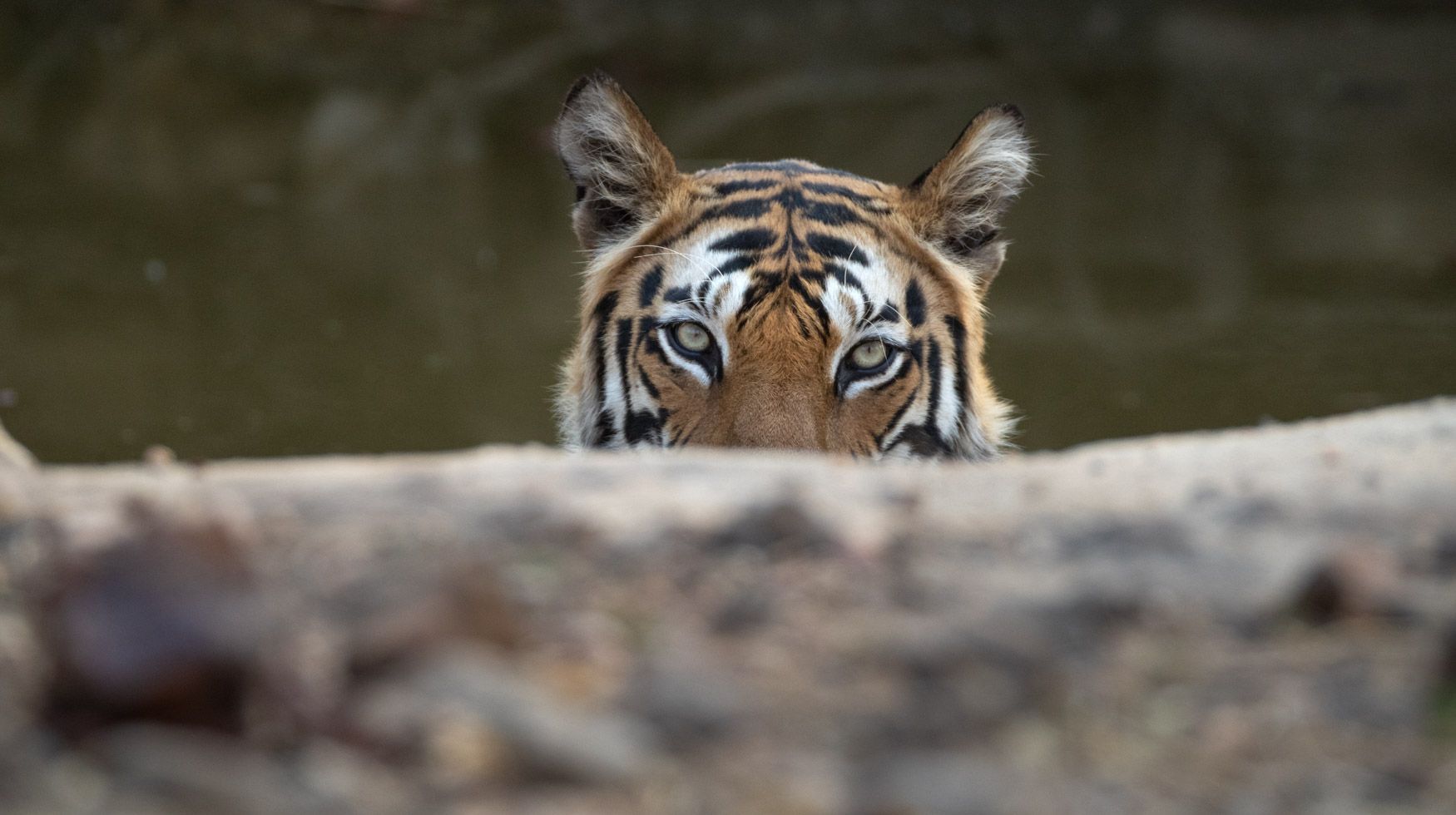 A tiger looks over the top of a fallen down tree in India. Tigers. Big Cats.