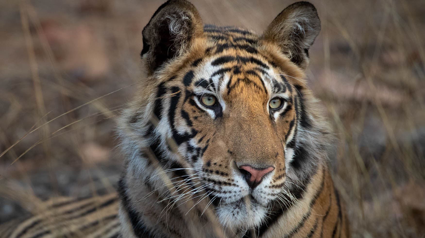 An image of a young tigers portrait. Tigers. Big Cats