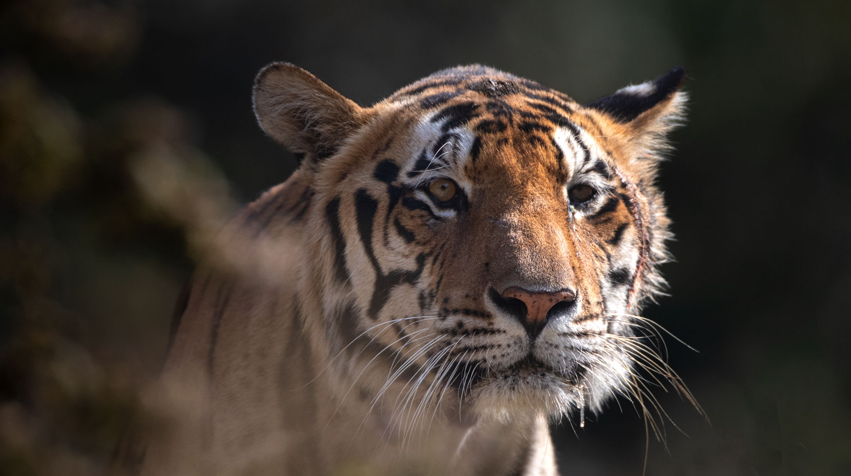 An image of a tiger with a fresh wound to its head, perhaps from a fight. Tigers. Big cats.