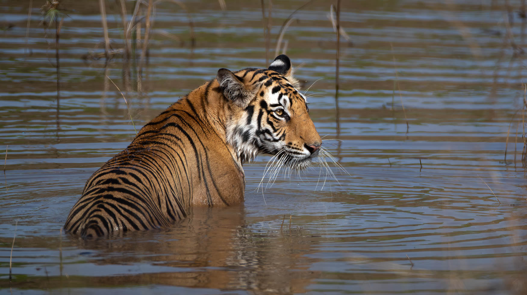 A swimming tiger stops to look over its shoulder in India. Tigers. Big cats.