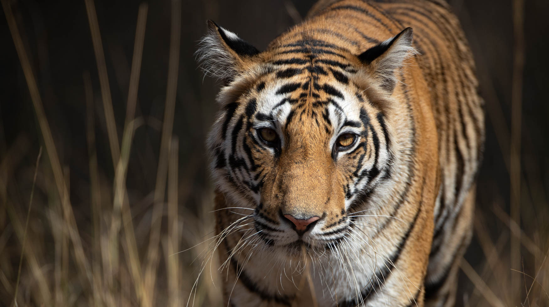 A portrait of a tiger in the afternoon light. Tigers. Big cats.