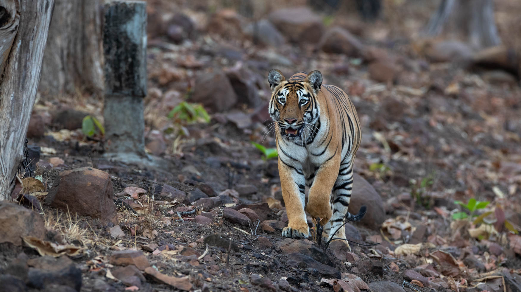 a tiger walked through the forests of India. Tigers. Big cats.