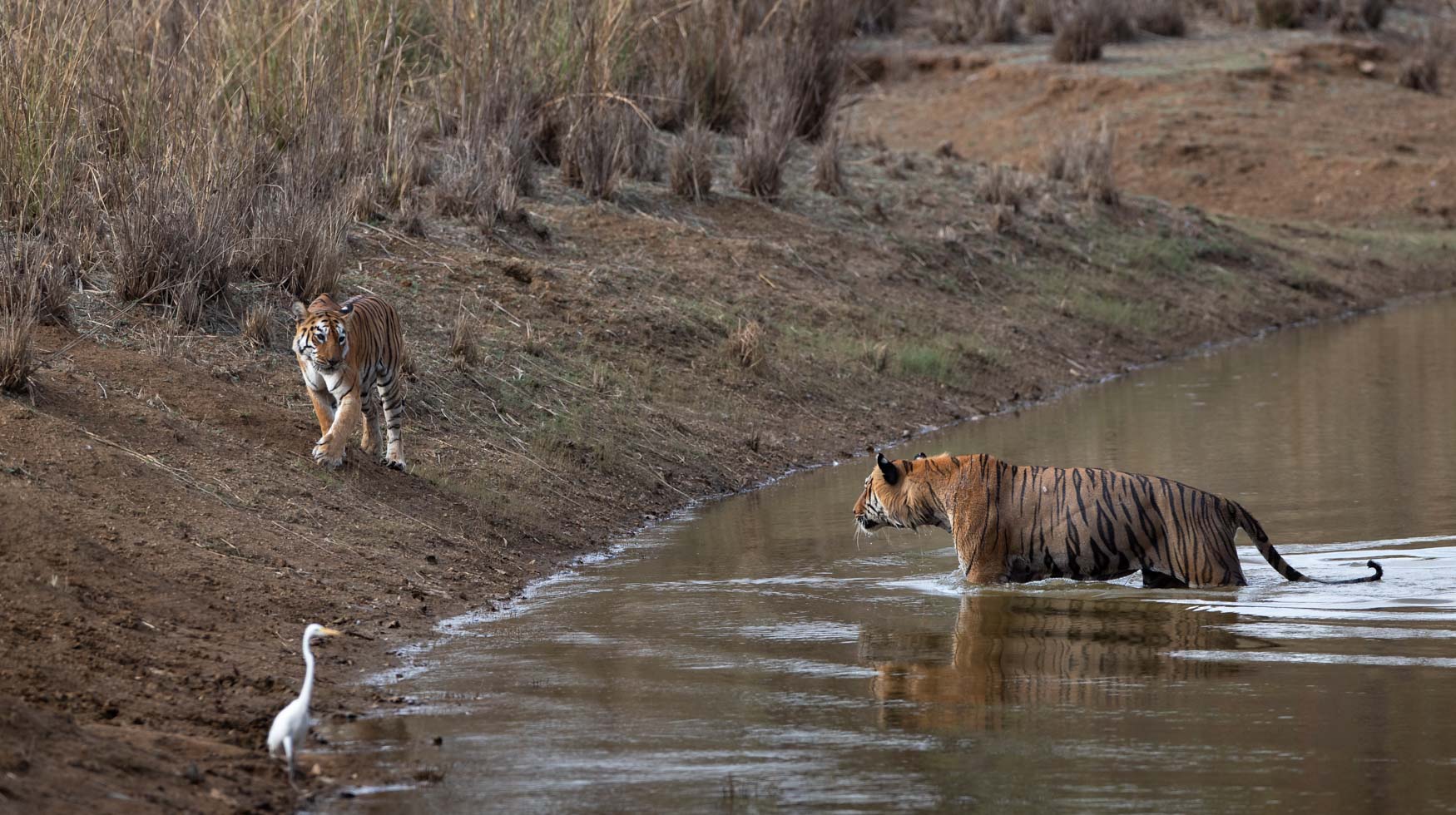 A male and female tiger approach each other in India. Tigers. Big cats.