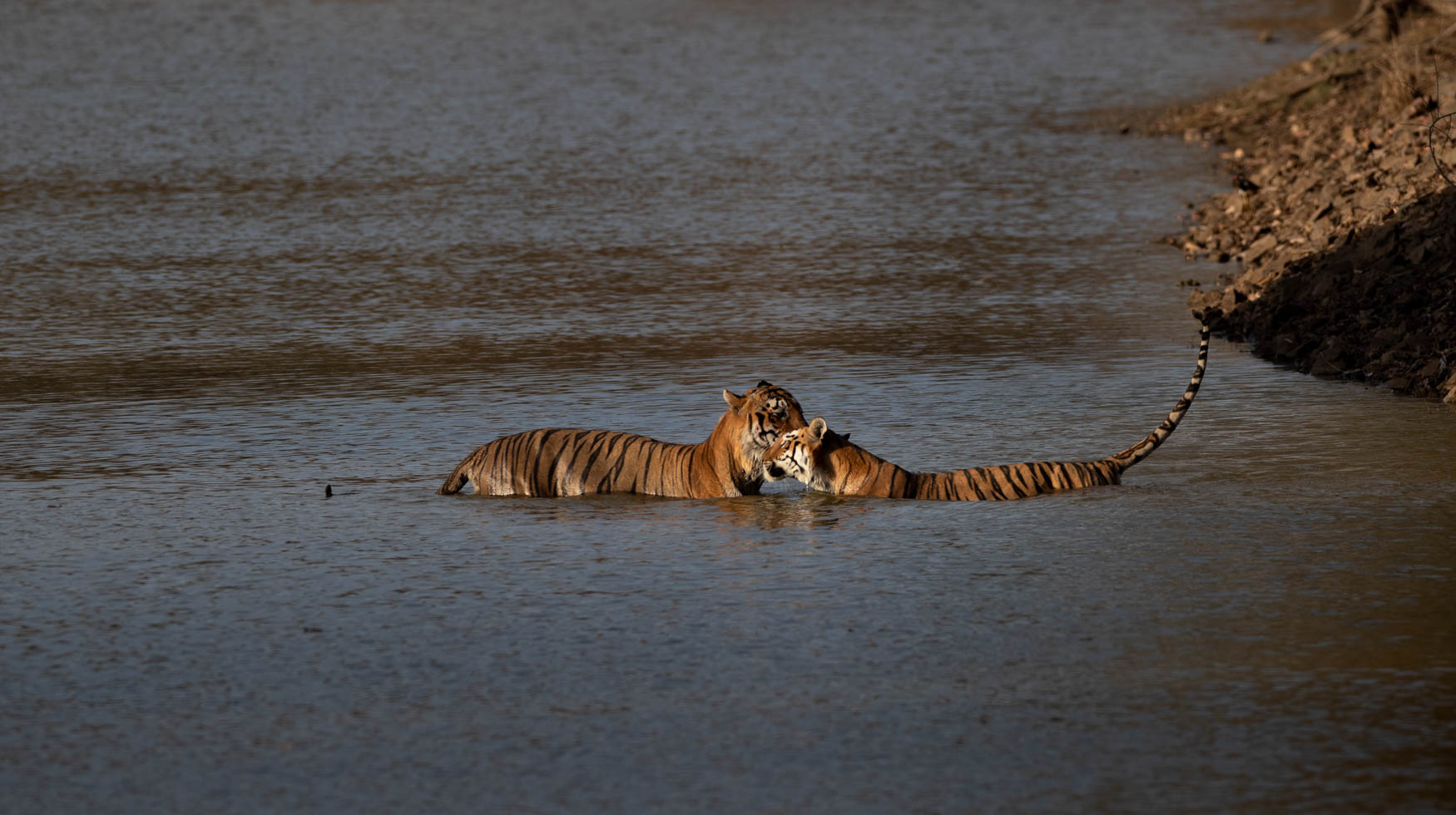 A male and female tiger interact in the water. Tigers. Big cats.