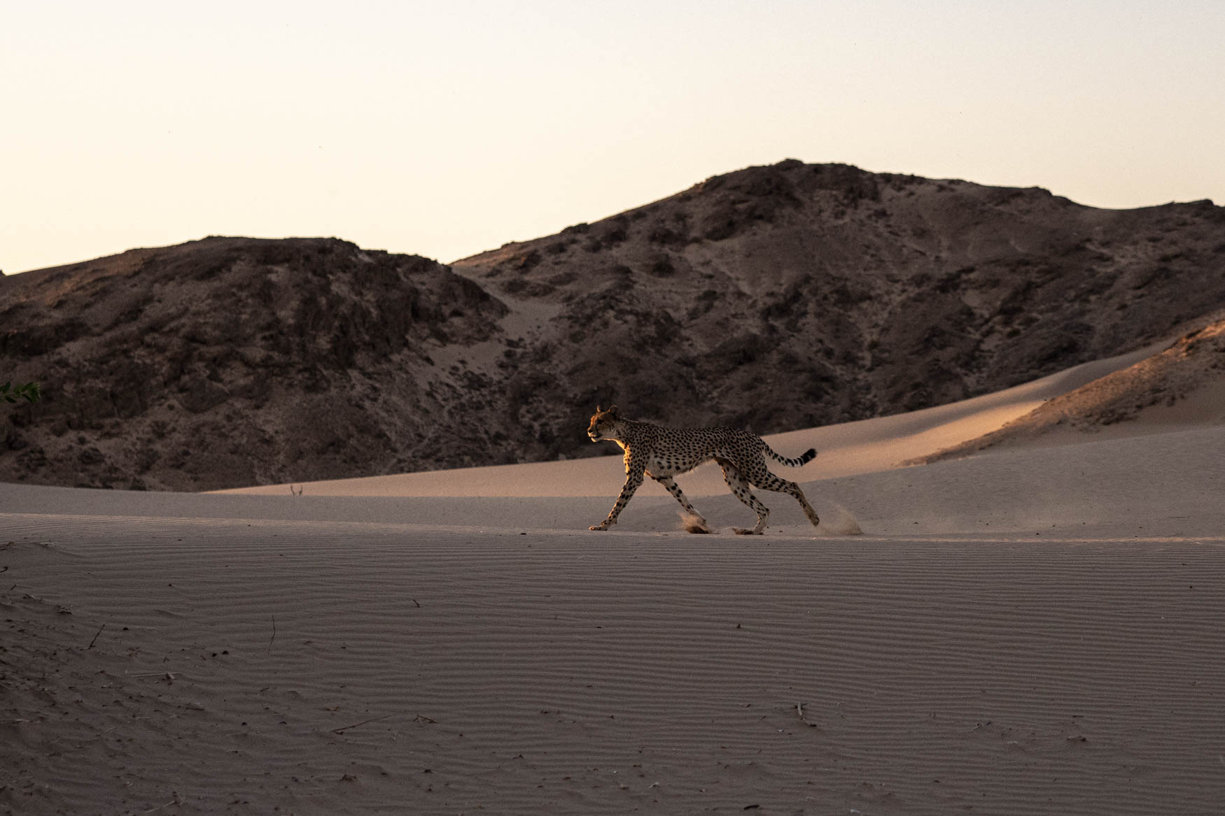 Namibia Safari - Trip Report 2024 - Michael Laubscher - Wild Eye