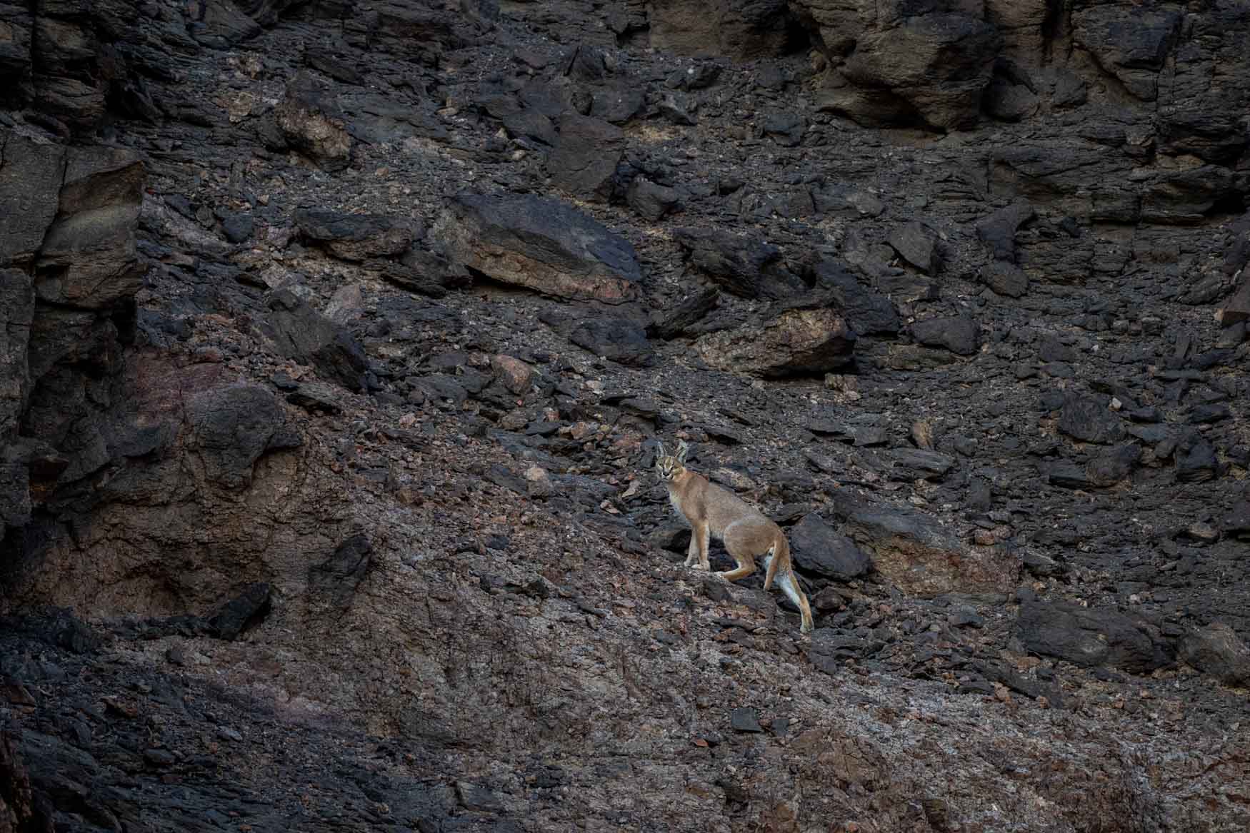 Namibia Safari - Trip Report 2024 - Michael Laubscher - Wild Eye