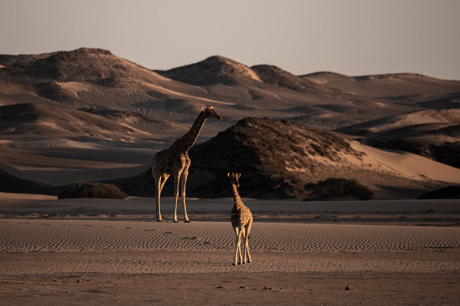 Namibia Safari - Trip Report 2024 - Michael Laubscher - Wild Eye