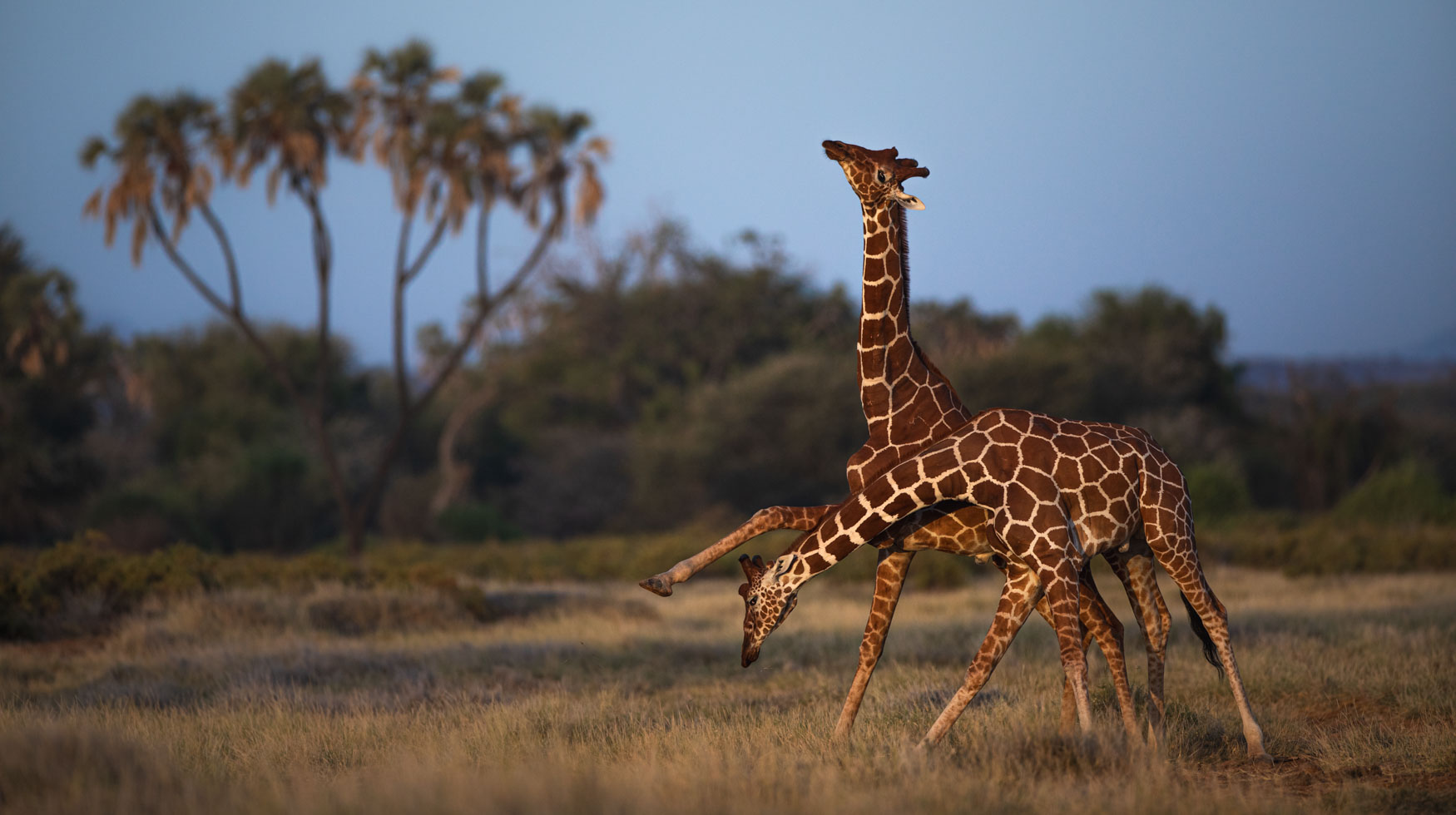 Favourite Photographs - Michael Laubscher - Wild Eye