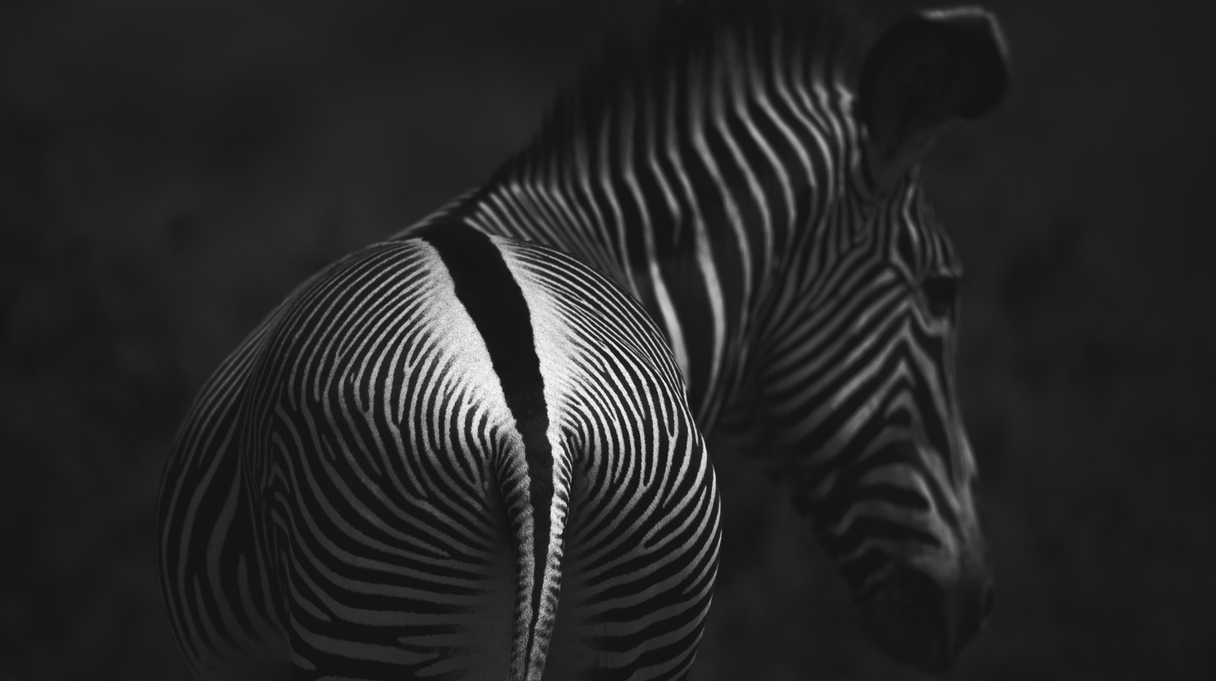 Favourite Photographs - Michael Laubscher - Wild Eye