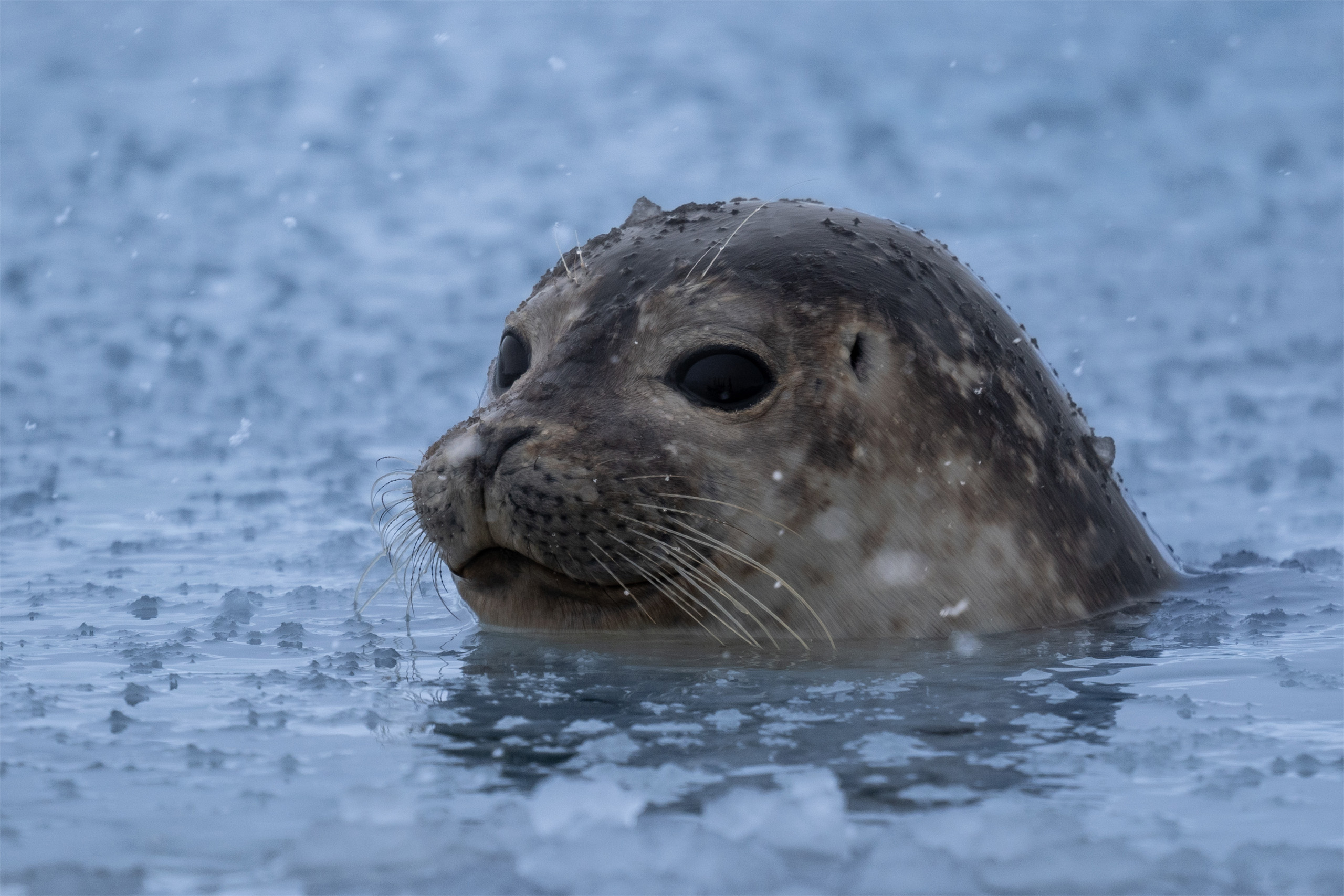 Gerry van der Walt - Wild Eye - Svalbard