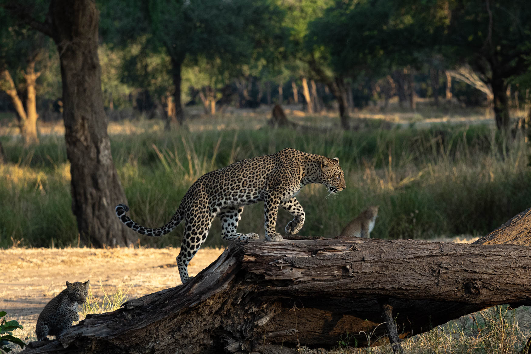 Lower Zambezi - Michael Laubscher - Wild Eye