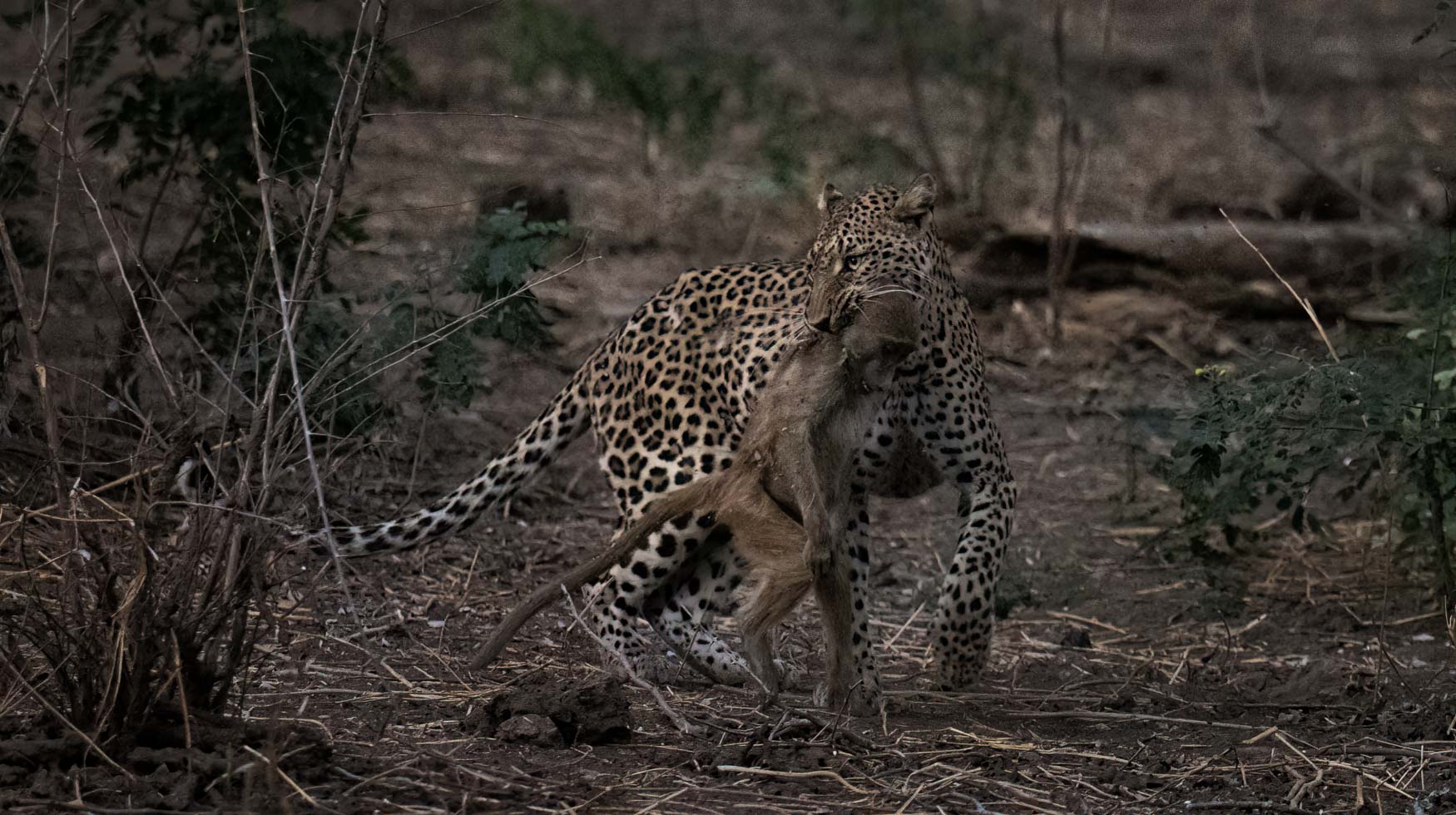 Lower Zambezi Trip report - July 2024 - Michael Laubscher - Wild Eye