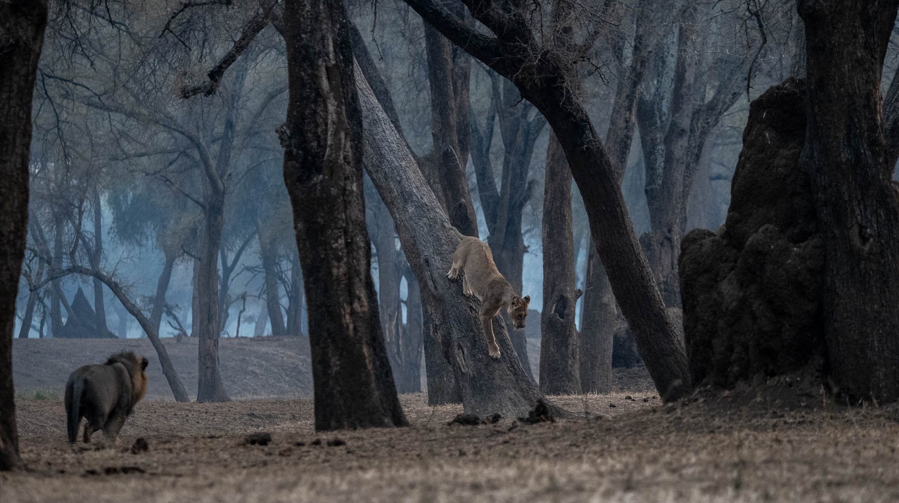 Lower Zambezi Trip report - July 2024 - Michael Laubscher - Wild Eye