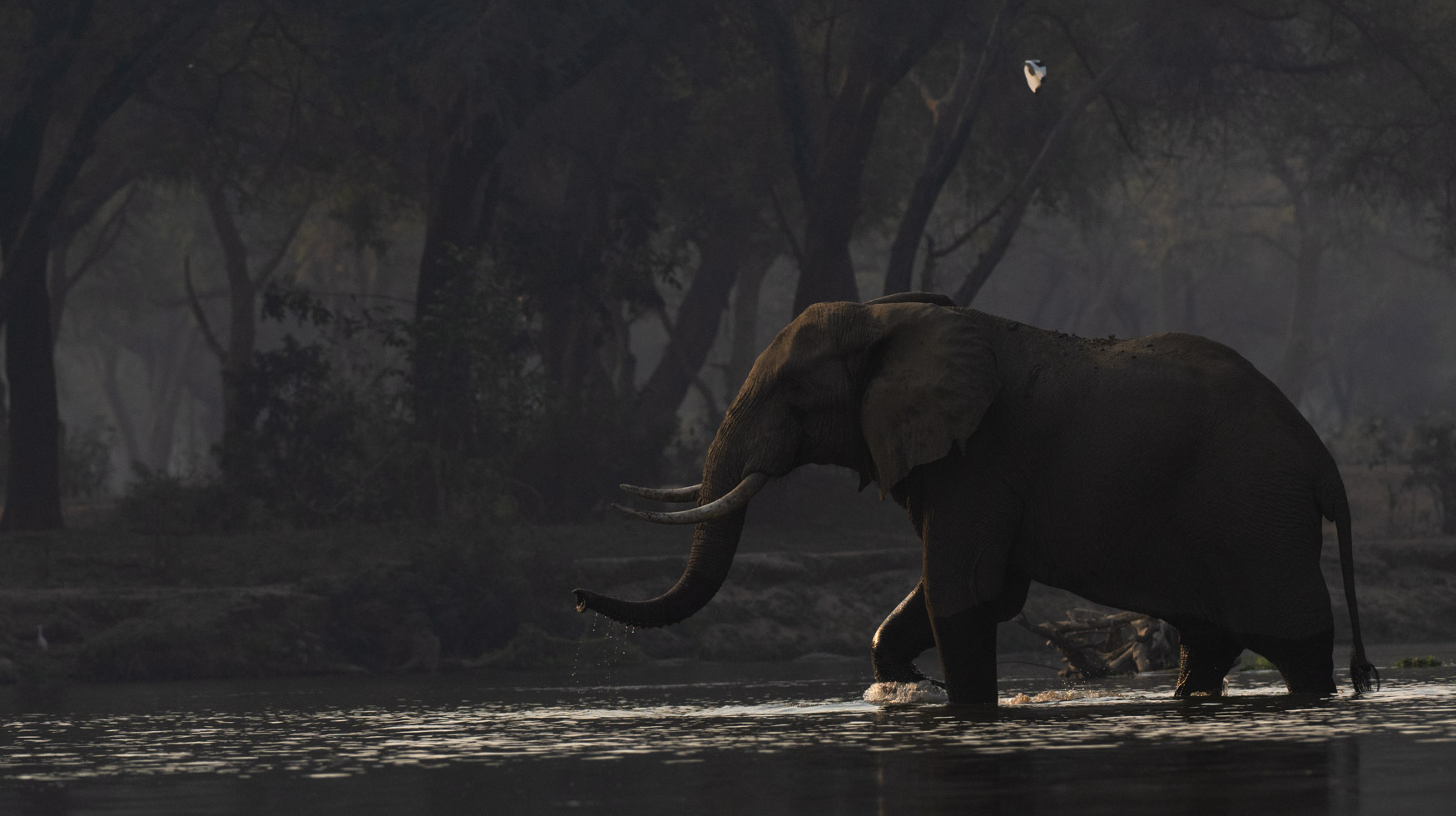 Lower Zambezi Trip report - July 2024 - Michael Laubscher - Wild Eye