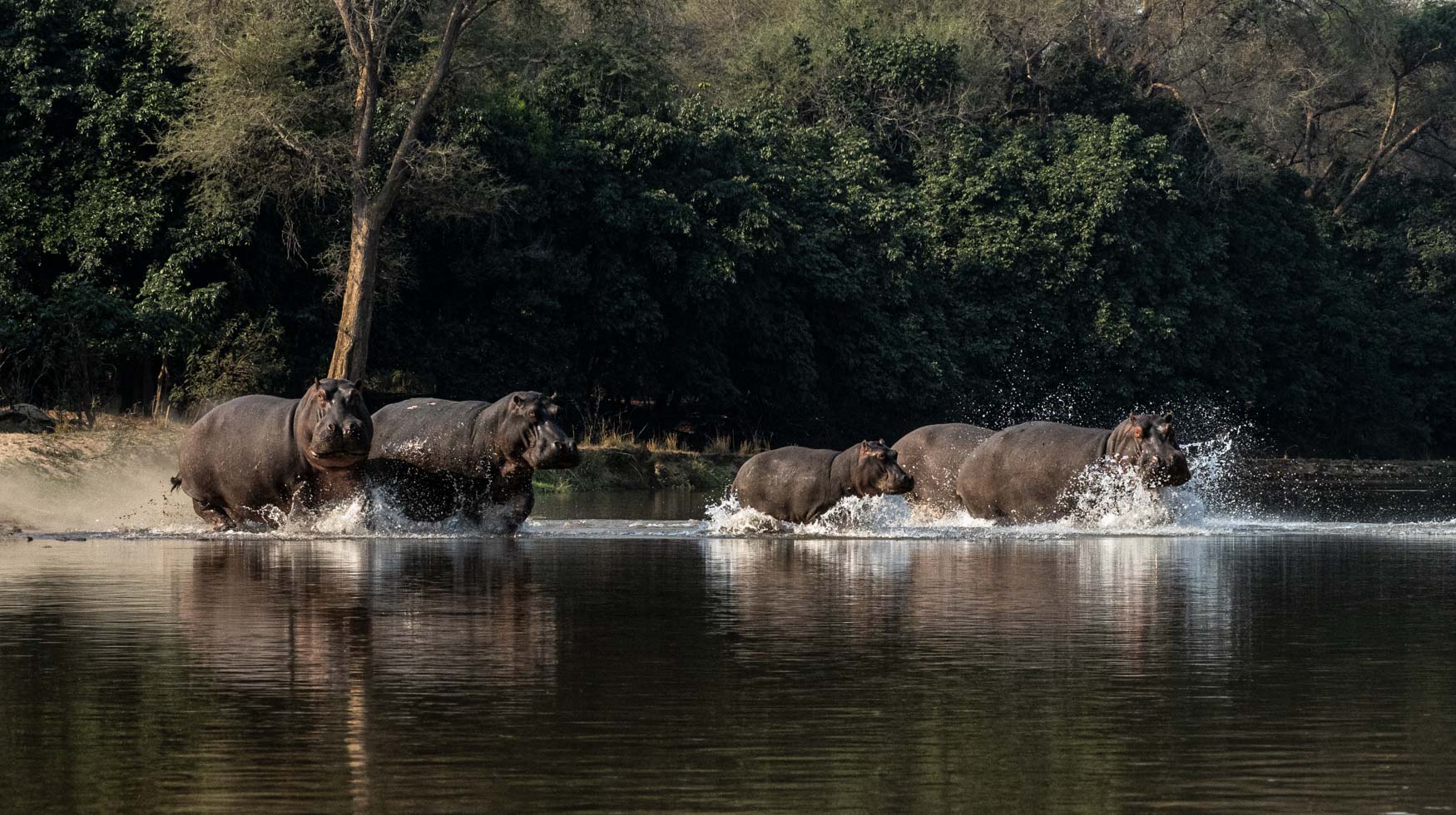 Lower Zambezi Trip report - July 2024 - Michael Laubscher - Wild Eye