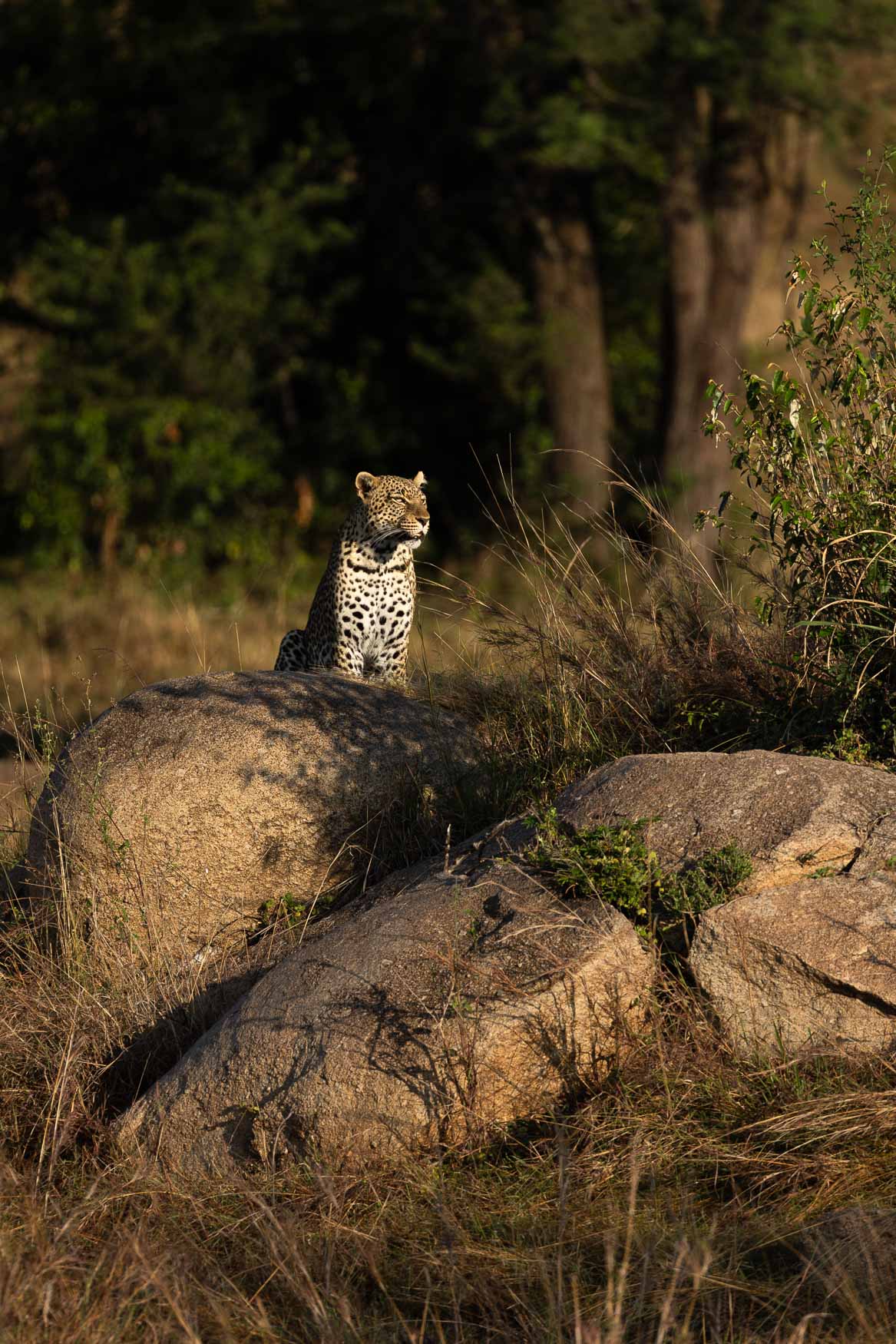 Northern Serengeti Migration Safari