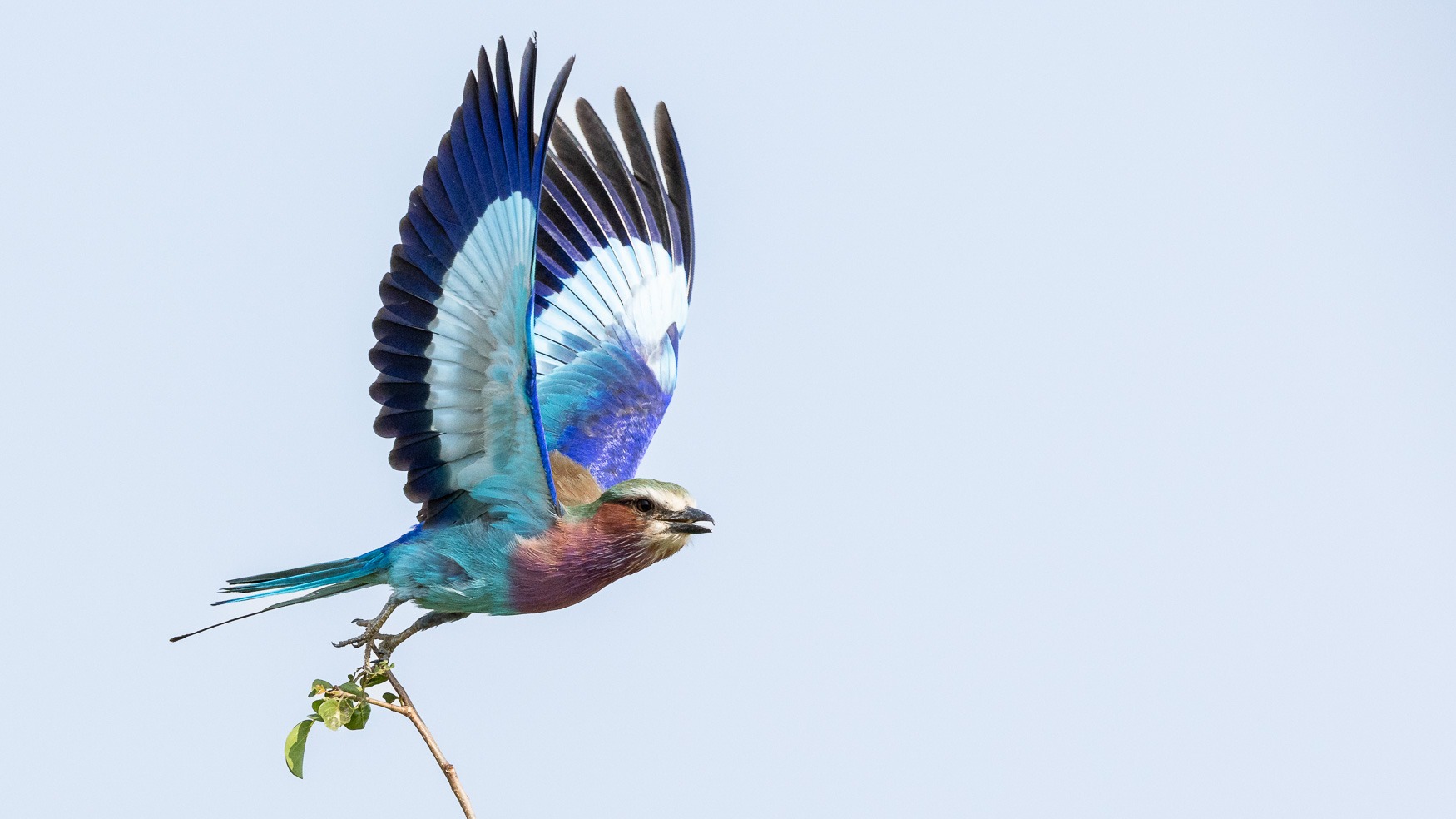 Northern Serengeti Migration Safari