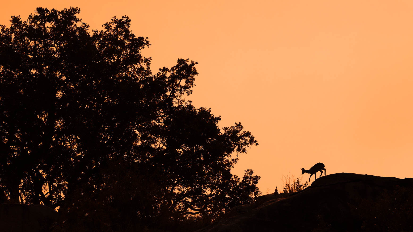 Northern Serengeti Migration Safari