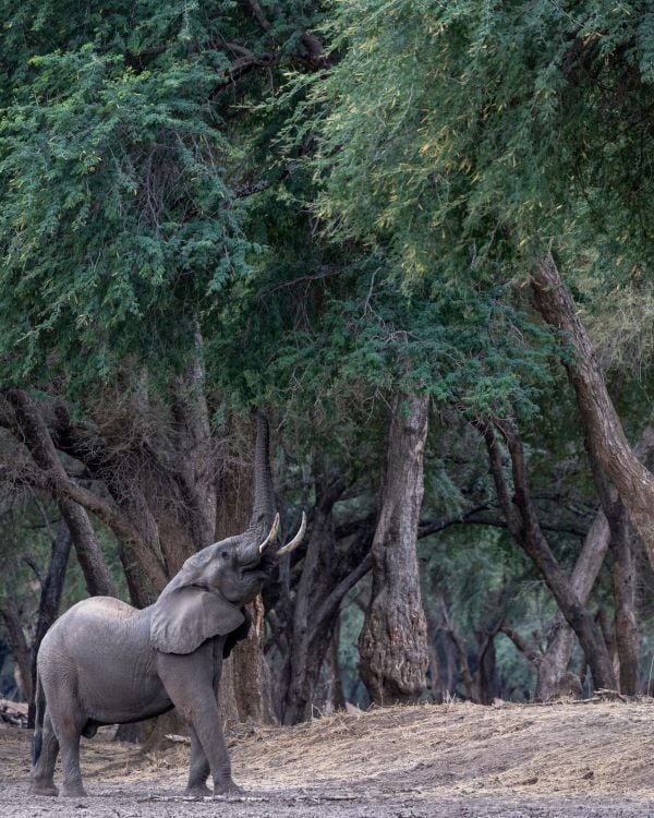 A elephant in the lower zambezi national park stretches for a branch during a family safari of the region