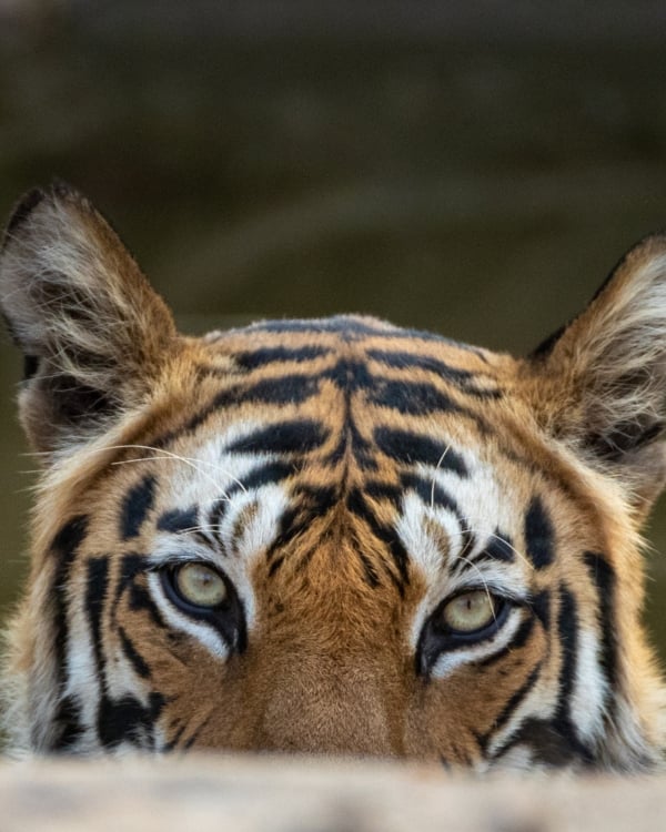 eye to eye with a bengal tiger, taken during a photo tour of India