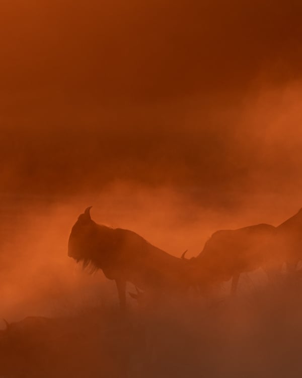 4X5 CROP WILDEBEEST MIGRATION KENYA