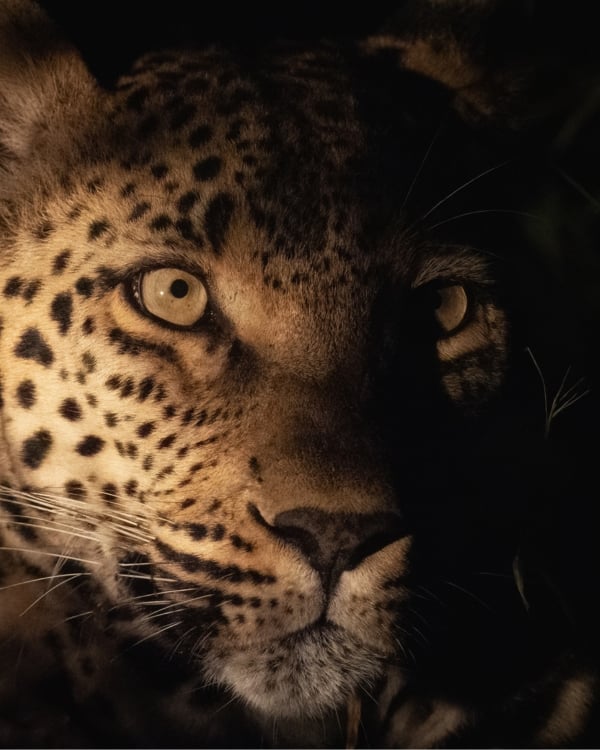A portrait image of a leopard face taken at Mala Mala on a Wild Eye Photo Tour