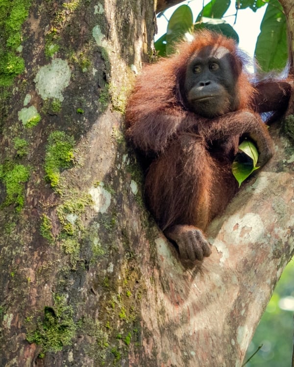 An Orangutan photograph from Borneo, taken during a Wild Eye travel experience in Borneo