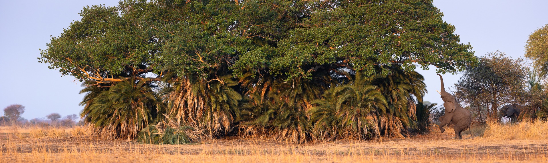 Busanga Plains Elephant Stretch